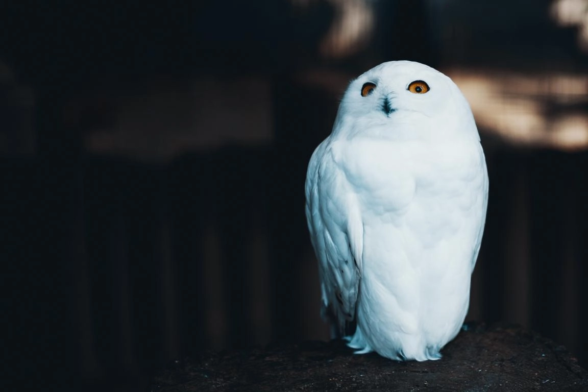 Schneeeule im Portrait