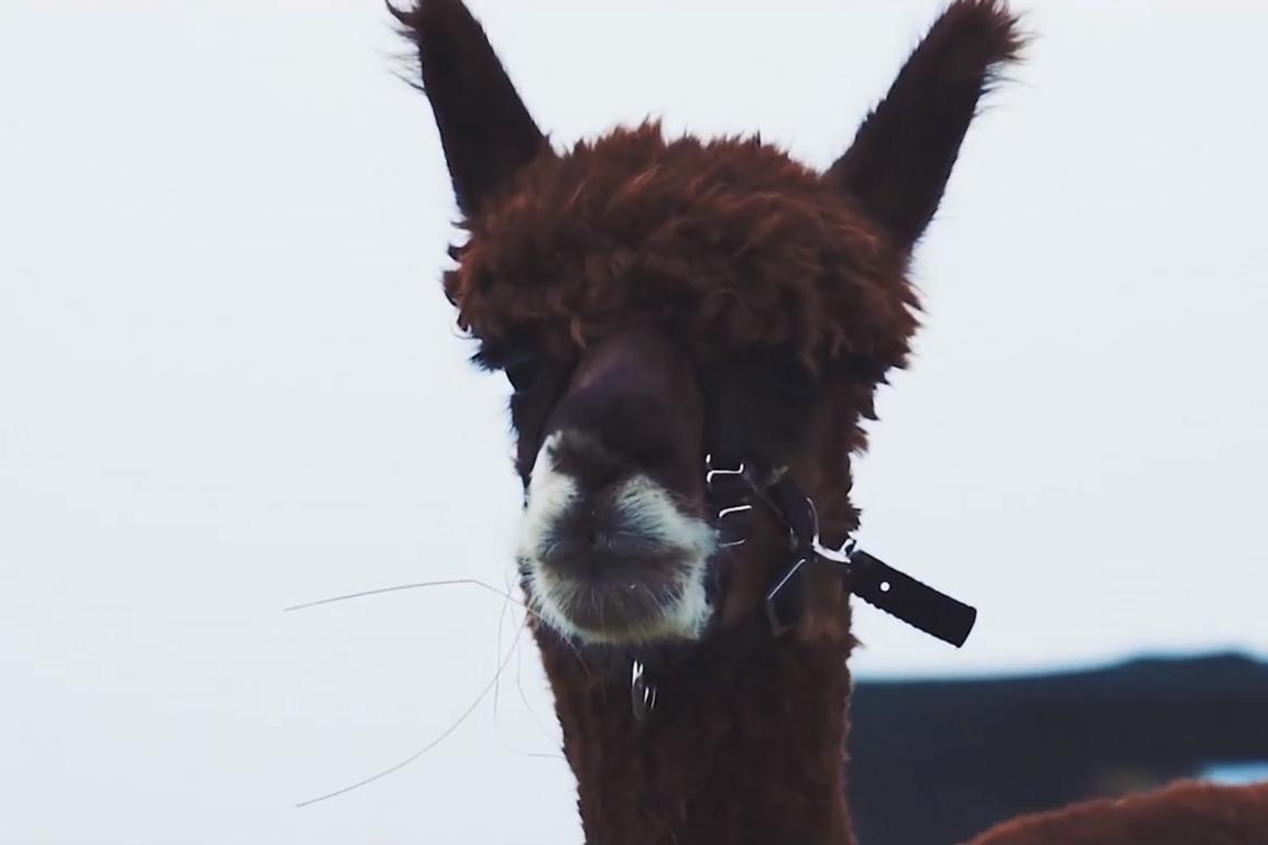 Portrait eines Alpaca am Monte Baldo in Italien