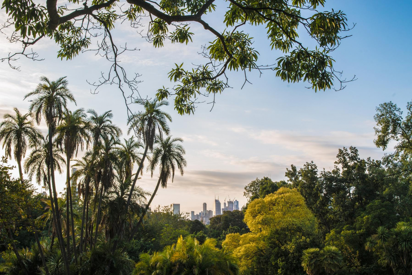 Blick auf Wolkenkratzer vom botanischen Garten in Melbourne