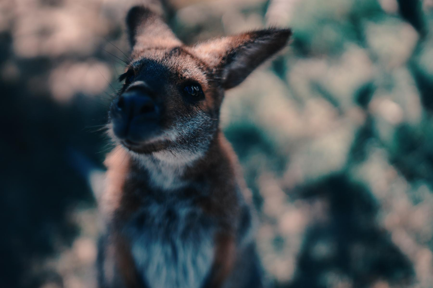 Ein neugieriges Wallaby
