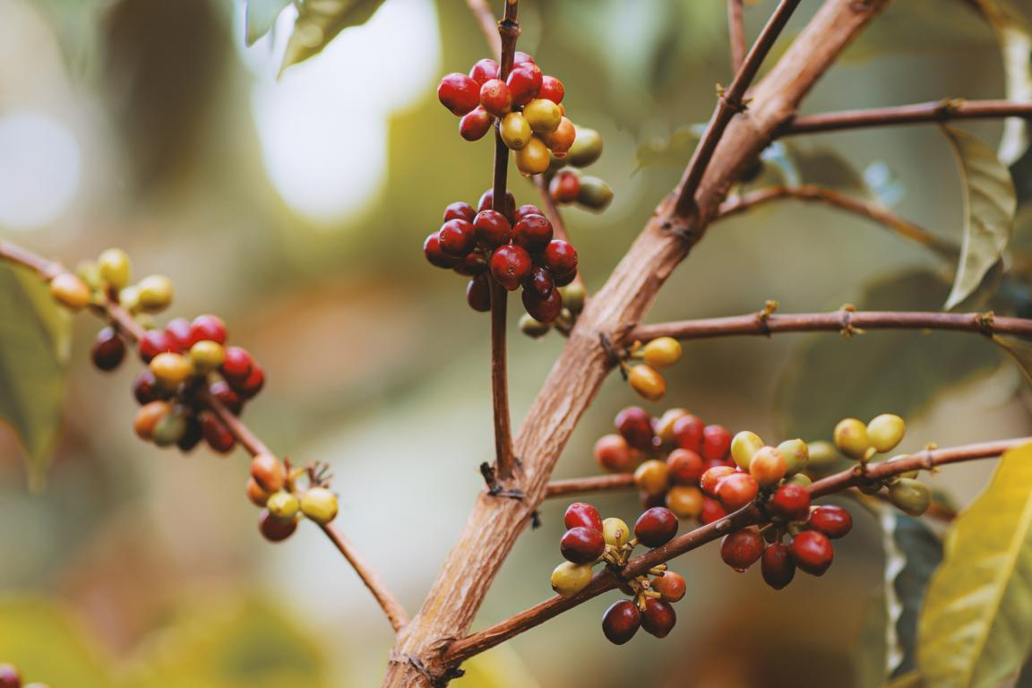 Kaffeepflanze auf der Big Island Hawaii