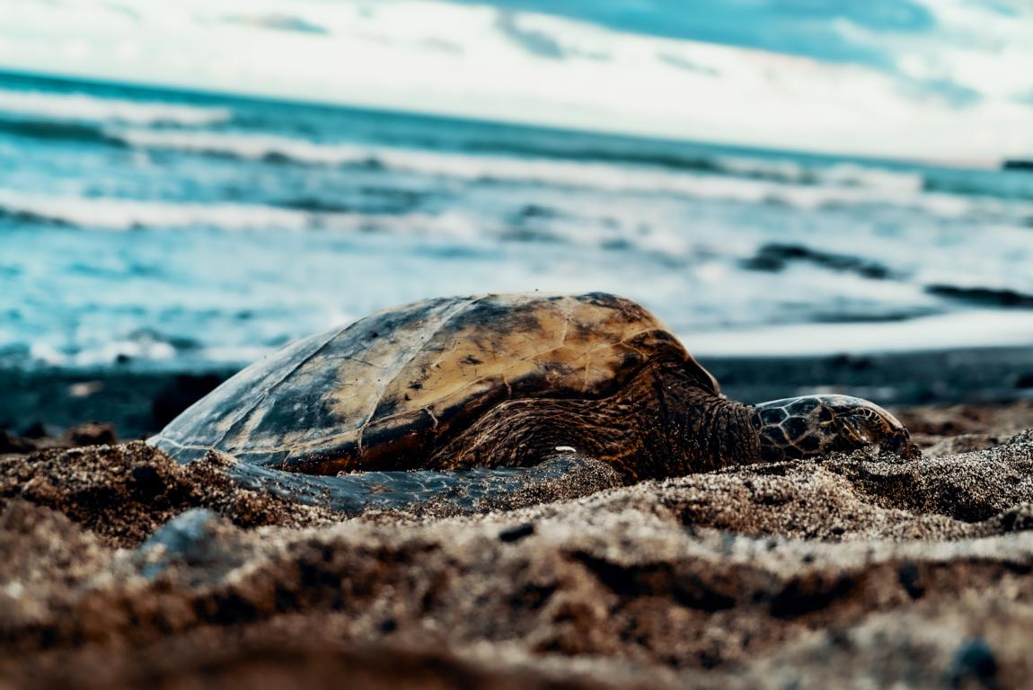 Schildkröte am Strand in Hawaii
